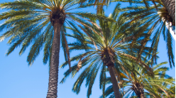 Century Business palm trees